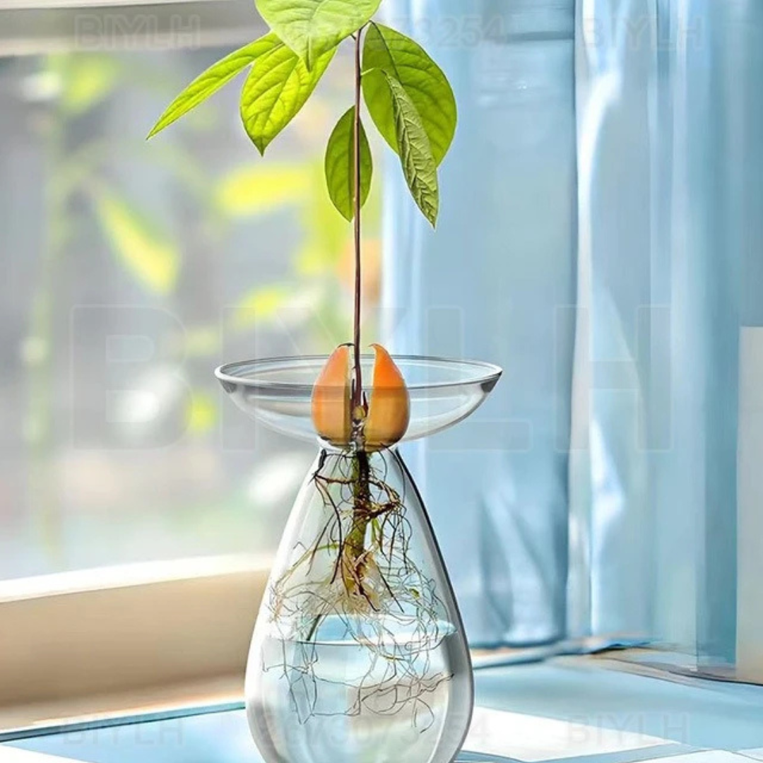 Vaso de Vidro Hidropônico para Cultivo de Abacate perto da janela