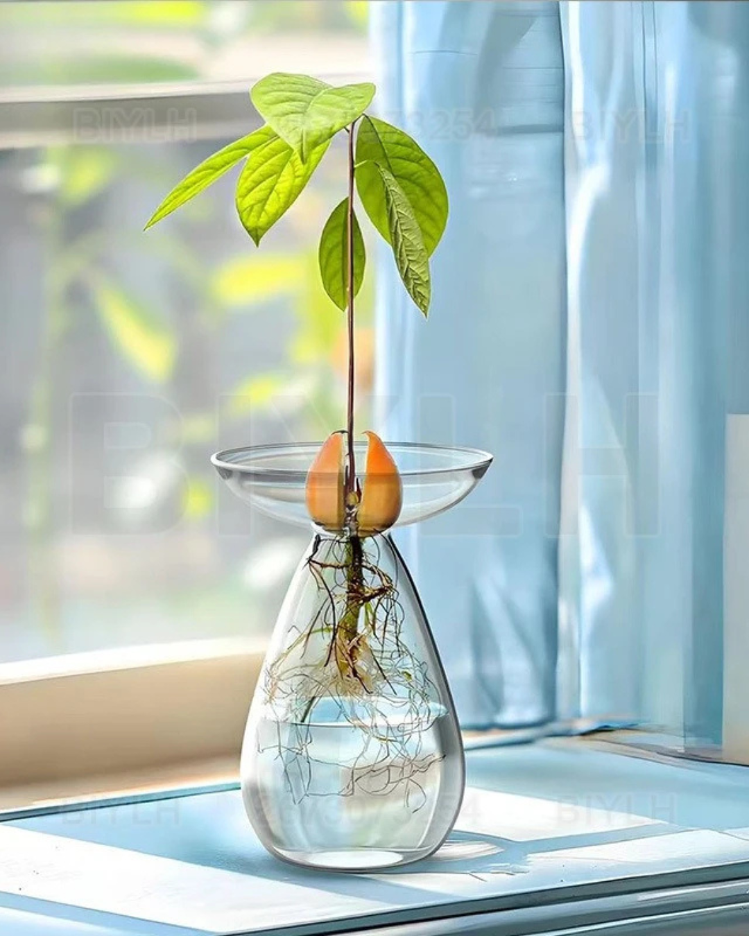 Vaso de Vidro Hidropônico para Cultivo de Abacate perto da janela