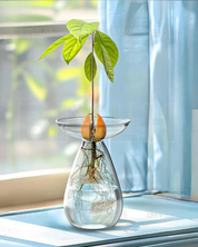 Vaso de Vidro Hidropônico para Cultivo de Abacate perto da janela