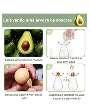 Vaso de Vidro Hidropônico para Cultivo de Abacate com instruções