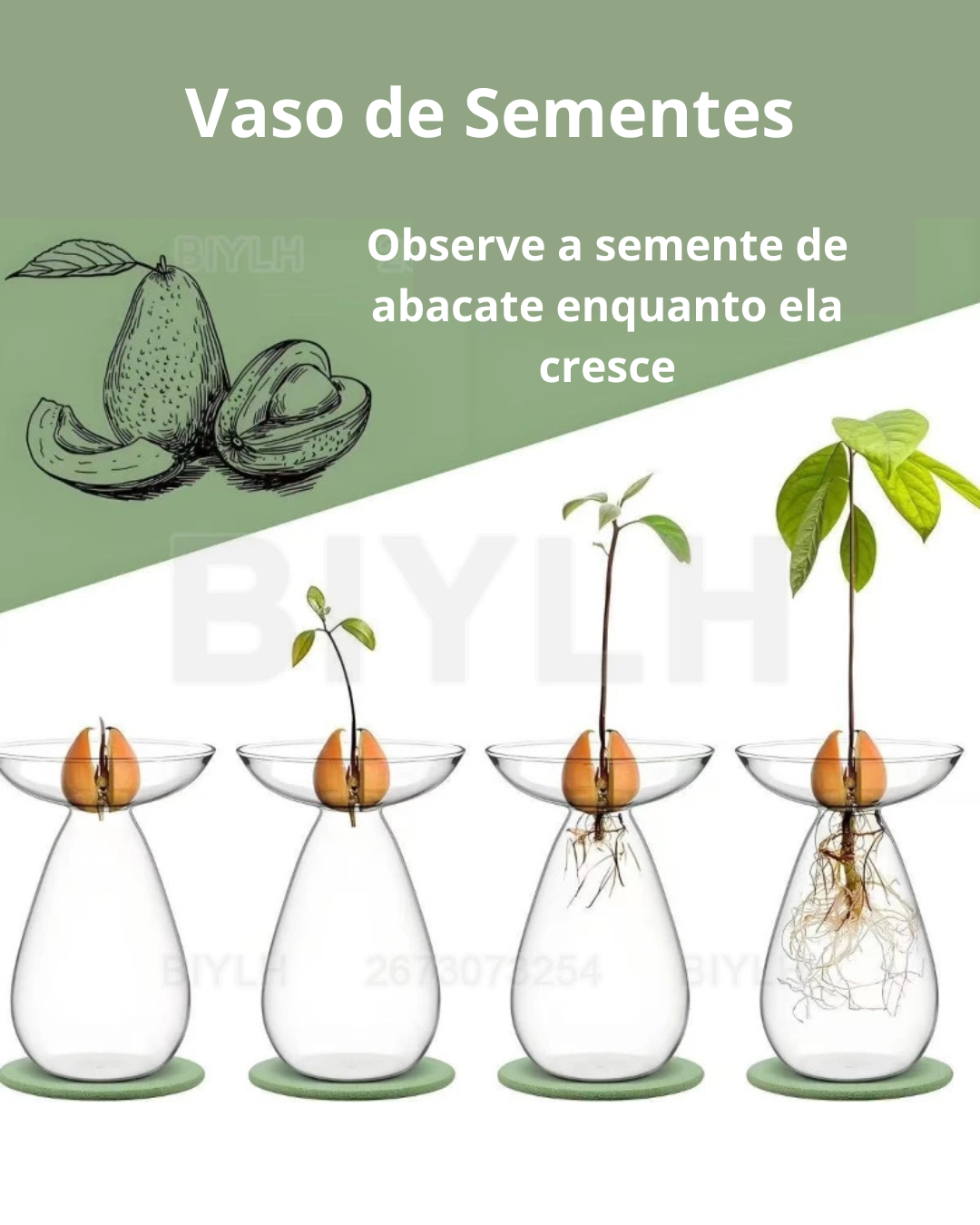 Vaso de Vidro Hidropônico para Cultivo de Abacate mostrando o crescimento