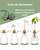 Vaso de Vidro Hidropônico para Cultivo de Abacate mostrando o crescimento