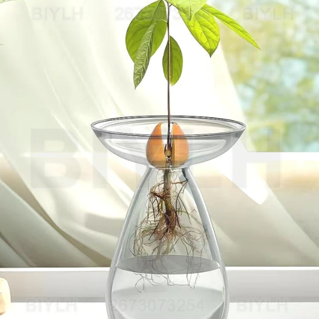 Vaso de Vidro Hidropônico para Cultivo de Abacate com a planta