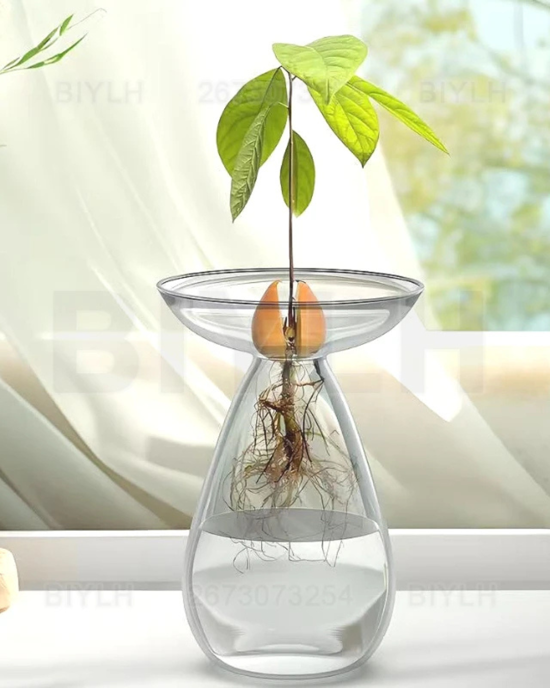 Vaso de Vidro Hidropônico para Cultivo de Abacate com a planta