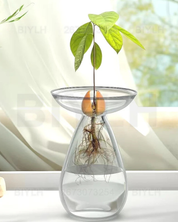 Vaso de Vidro Hidropônico para Cultivo de Abacate com a planta